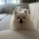 بومرينيان