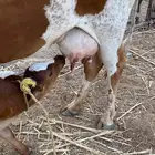 بقره ولود