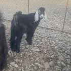 تيس للبيع 4 اشهر ونص