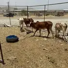 خبيش للبيع العدد 6