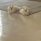 بومرينيان
