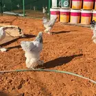 دجاج براهما