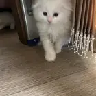 قطط