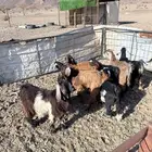 تيوس للبيع العدد 11