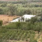 إكليل الجبل مزروع للبيع
