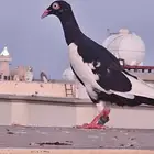 حمام يهودي