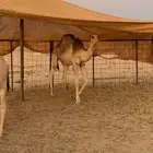حاشي بري لباني عمره 6 شهور ساسه غرنوقي