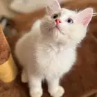 قط شيرازي ذكر