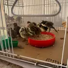 سمان فري للبيع