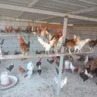 ديوك للبيع 150 عدد.
