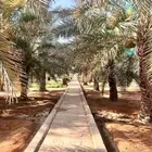 مزرعة للايجار 170 الف بالسنة