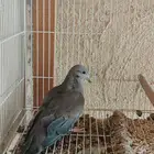 حمام يمام تايلندي مورنق دوف