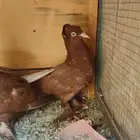 للبيع طبات عراقي أحمر الاحساء
