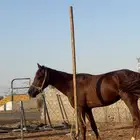 فير بن هرماس