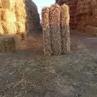 تبن قمح جديد للبيع لكامل الكميه