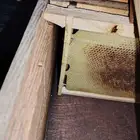 براويز ممطوطه