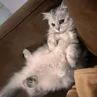 قطة للبيع مع اغراضها وجواز سفرها