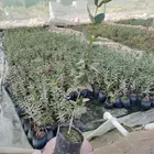 اشجار منجروف نبات القرم