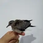 حمامة تربية اليفة للبيع