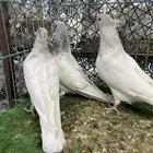 حمام ايراني