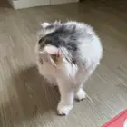 بيكي فيس تبني