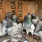 حمام باكستاني