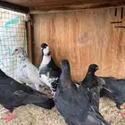 حمام قطيفي