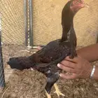 دجاجه سنديه نحاسي