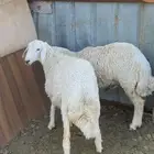 رخال