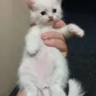 قطط للتبني سكوتش
