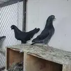 جوز قطايف معاريف