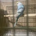 انثي بادجي عمرها قريب خمس شهور