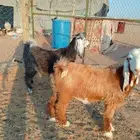 تيوس برية