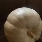 قرعة كبيره جد ا وزنه حول 40 كيلو