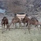 للبيع حشو العدد 12