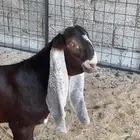 تيس حجازي صنف جذع