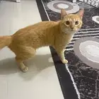 المنطقه الشرقيه الدمام