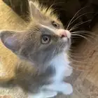 قطط للتبني اعمارهم شهرين