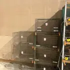 فقاسات وأقفاص حمام وصيصان