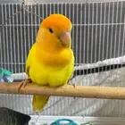طائر كوكتيل و روز للبيع