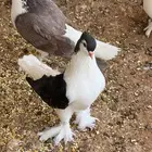 حمام شيرازي العدد 20 جوز