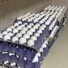 بيض بلدي اكل طازج من مزارعنا بالهدا