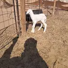 داغور حري خروف