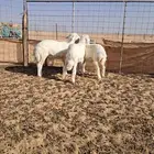 خرفان حريات هرافاء