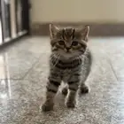 قطه تايقر سكوتش للبيع