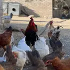 دجاج فرنسي وبلدي