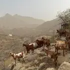 غنم جبلية العدد 25 راس   العمر من ثنيه الى جامع