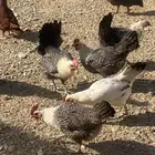 للبيع دجاج وصيصان مشكله مختلف الاعمار