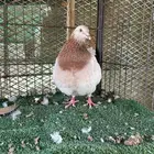 تاكسن المطور للمزرعة - الباحة