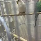 انثى بادجي لاتينو عيون حمراء